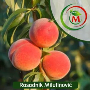 Breskva Spring Lady – rana, krupna i sočna