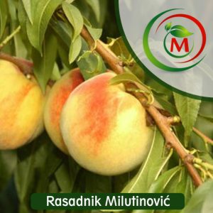 Breskva Haleova Pozna – kasna, sočna i aromatična