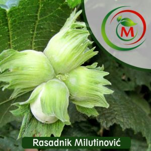 Lešnik Rimski – krupan, rodan i otporan