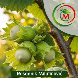 Lešnik Romana – produktivna i krupna sorta