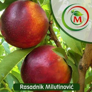 Nektarina Caldesi – rana sorta sa sočnim i aromatičnim plodovima