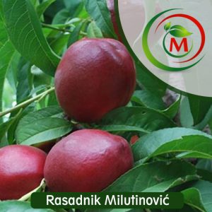 Nektarina Orion – rana i rodna sorta sa sočnim plodovima