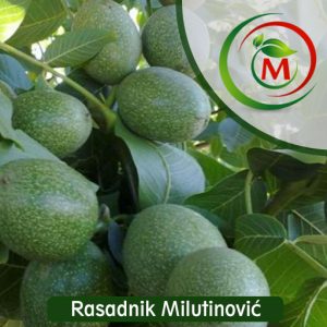 Orah Cendler – rana i krupna sorta sa kvalitetnim jezgrima