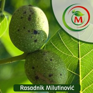 Orah Domaći – tradicionalna, pouzdana i rodna sorta