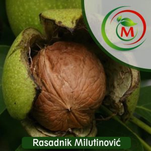 Orah Rasna – visokokvalitetna i rodna sorta