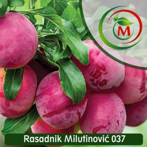 Sadnice Sljiva crvena ranka, prodaja sadnica kajsija rasadnik milutinovic, kajsije krusevac, rasadnik milutinovic kruseva, lazarevac