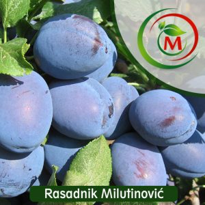 Sadnica šljive Čačanska Lepotica – Krupan, sočan i aromatičan plod