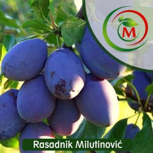 Sadnica šljive Čačanska Rana – Rani, krupni i sočni plodovi