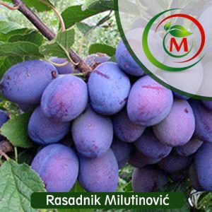 Sadnica šljive Čačanska Rodna – Krupan plod i pouzdana rodnost