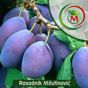 Sadnica šljive Grose Felicija – Krupan, sočan i aromatičan plod