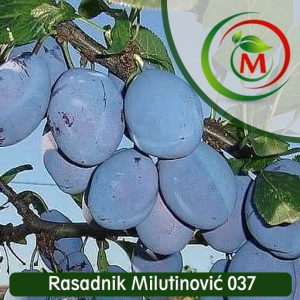Sljiva stenlej, stenlejka, prodaja sadnica kajsija rasadnik milutinovic, kajsije krusevac, rasadnik milutinovic kruseva, lazarevac