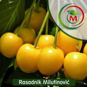 Trešnja Drogonova Žuta – dekorativna, slatka i veoma rodna žuta trešnja