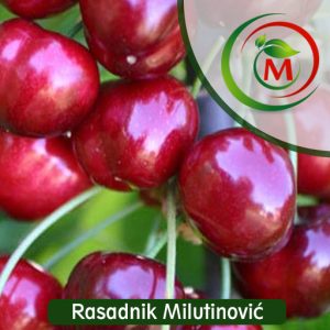 Trešnja Early Lory – rana, krupna i izuzetno slatka sorta