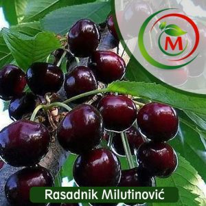 Trešnja Black Star – vrlo krupna, tamna i izuzetno kvalitetna sorta