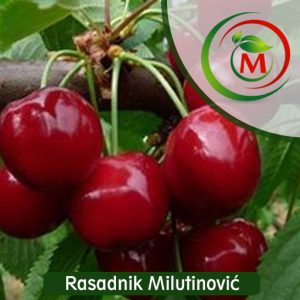 Trešnja Burlat – jedna od najranijih i najtraženijih sorti