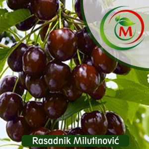 Trešnja Kordija – premium sadnica za vrhunski rod