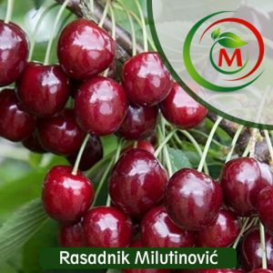 Trešnja Regina – Krupan Tamnocrven Plod, Sladak Ukus i Visoka Rodnost