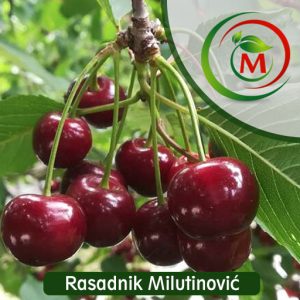 Višnja Oblačinska – Sitniji Tamnocrveni Plod, Izuzetna Rodnost i Najbolja Za Preradu