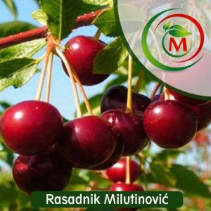 Višnja Erdi Böterna – Krupan Tamnocrven Plod, Sladak Ukus i Visoka Produktivnost