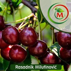 Sadnica Višnje Šumadinka – Krupan Plod, Visoka Rodnost, Odlična Otpornost