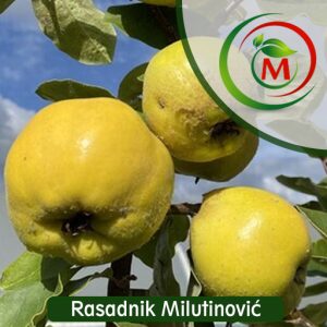 Dunja Leskovačka – aromatična i rodna sorta