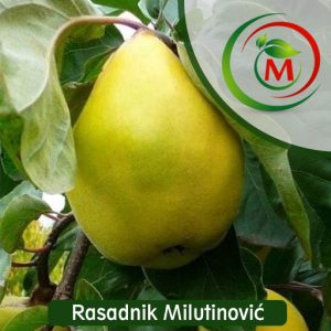 Dunja Vranjska – krupna, aromatična i otporna