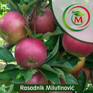 Jabuka Ajdared – kiselkasto-slatka i sočna