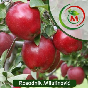 Jabuka Crveni Delises – krupna, sočna i aromatična