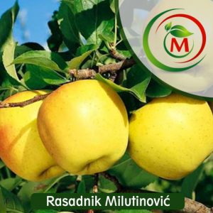 Jabuka Zlatni Delises – krupna, sočna i aromatična