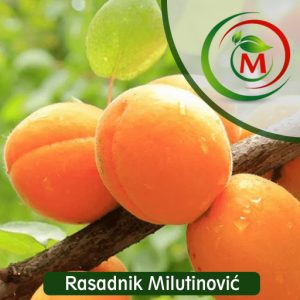 Sadnica kajsije NOVOSADSKA 4 (NS-4) – Krupan, sočan i aromatičan plod