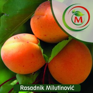 Sadnica kajsije NOVOSADSKA 6 (NS-6) – Veliki, sočni i ukusni plodovi