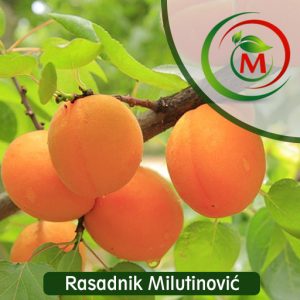 Sadnica kajsije Novosadska Rodna – Krupan plod, stabilan rod i odličan ukus