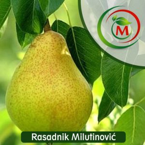 Kruška Kaludjerka – tradicionalna i otpornija sorta