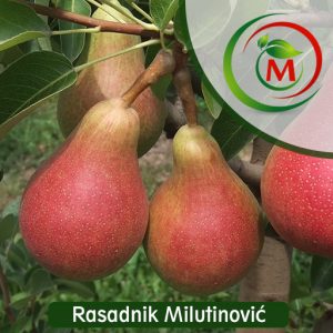 Kruška Karmen – ranija sorta, krupan i sočan plod