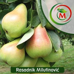 Kruška Santa Marija – krupna, sočna i otpornija sorta