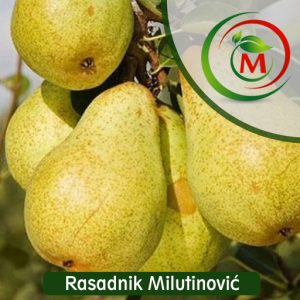 Kruška Viljamovka – krupna, sočna i aromatična sorta