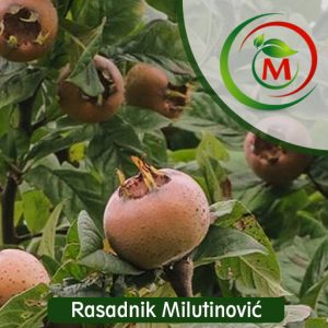 Mušmula Domaća – tradicionalna, aromatična i otporna voćka