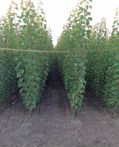 kvalitetne-sadnice-najbolje-cene-za-sadnice-kvalitetne-sadnice-najbolji-rod-redovan-rod-sandica-najbolje-vocke-krusevac-lazarevac-kursumlija-centralna-srbija-valjevo-cacak-kraljevo