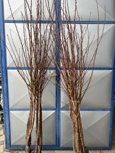 kvalitetne-sadnice-najbolje-cene-za-sadnice-kvalitetne-sadnice-najbolji-rod-redovan-rod-sandica-najbolje-vocke-krusevac-lazarevac-kursumlija-centralna-srbija-valjevo-cacak-kraljevojagodina