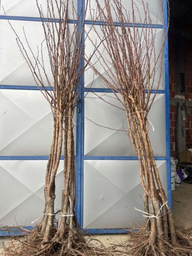 kvalitetne-sadnice-najbolje-cene-za-sadnice-kvalitetne-sadnice-najbolji-rod-redovan-rod-sandica-najbolje-vocke-krusevac-lazarevac-kursumlija-mladenovac-centralna-srbija-valjevo-cacak-kraljevo