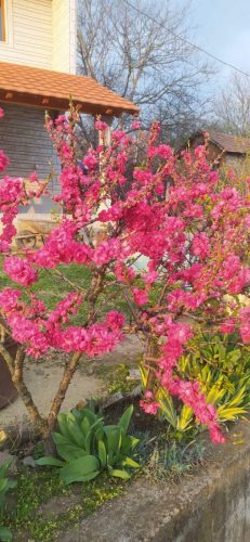 musmula-najbolje-cene-za-sadnice-kvalitetne-sadnice-najbolji-rod-redovan-rod-sandica-najbolje-vocke-krusevac-lazarevac-kursumlija-centralna-srbija-valjevo-cacak-kraljevo