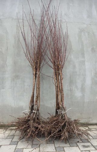 prodaja-sadnica-kvalitetne-sadnice-najbolji-rod-redovan-rod-sandica-najbolje-vocke-krusevac-lazarevac-kursumlija-centralna-srbija-valjevo-cacak-kraljevo-leskovac